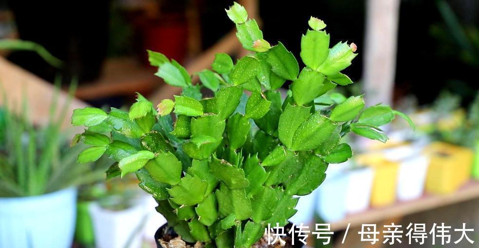 蟹爪兰花后叶片软软的，做好这四点养护，恢复快，还能二次开花