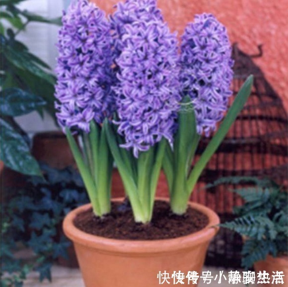 草木灰|在花盆里撒点它,盆栽植物花卉蔬菜,20年都健壮不生病!