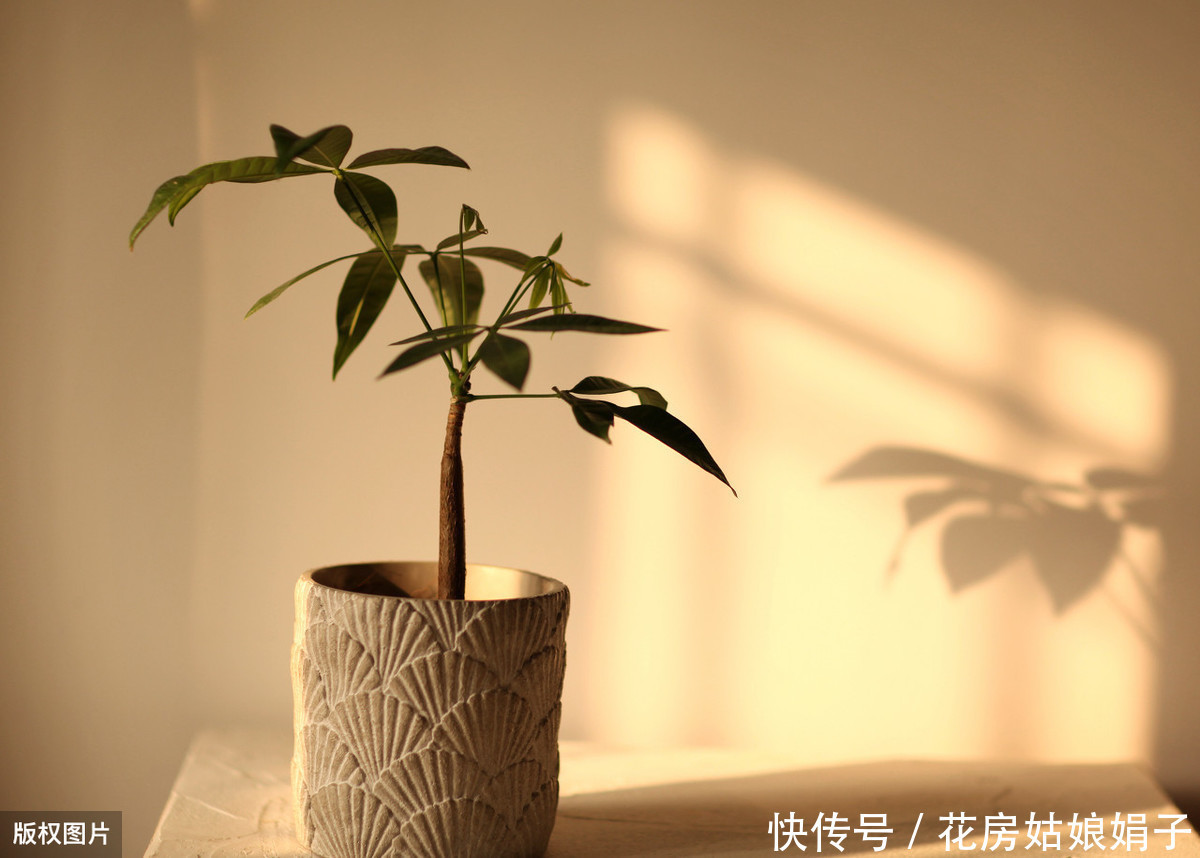 教你发财树的养殖技巧，只需记住4点，不烂根，猛蹿2米高