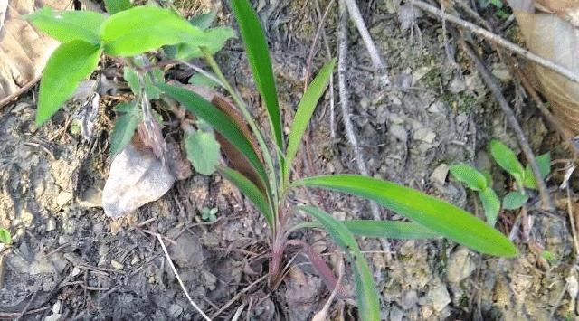 果園旁一種野草,若遇見,請別再摘掉,目前176元一斤