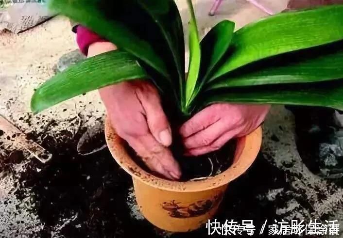 根系|养君子兰，死记硬背5个要点，啥问题也没有，叶子油绿过年满花箭