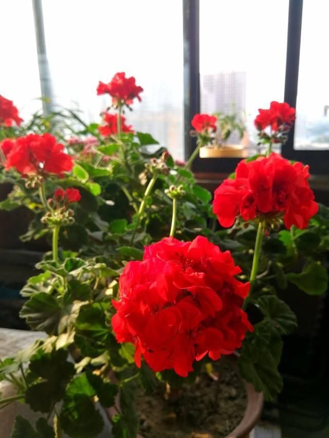 越养越上瘾的花，养一盆就入坑，特容易爆花