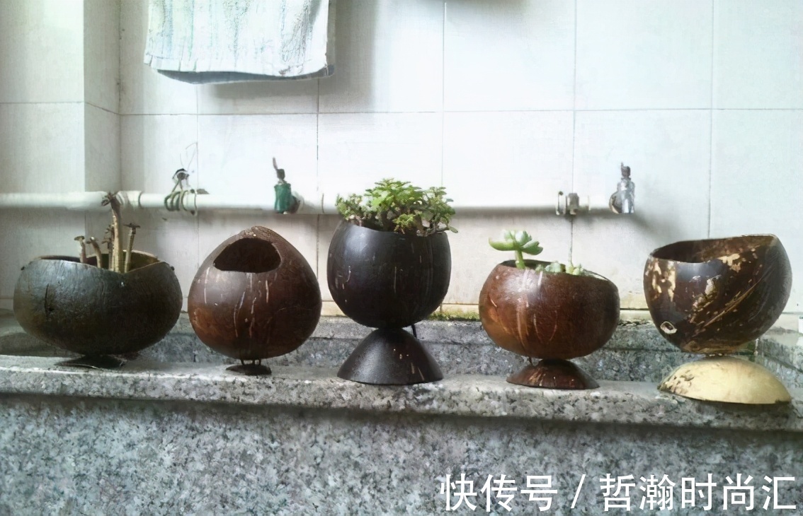 酒瓶|养花缺少花盆的话,多收集些它们“加工”就够了!