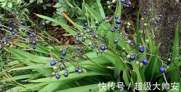 菅兰|此草全株有毒,看到它千万要注意,不要乱采摘