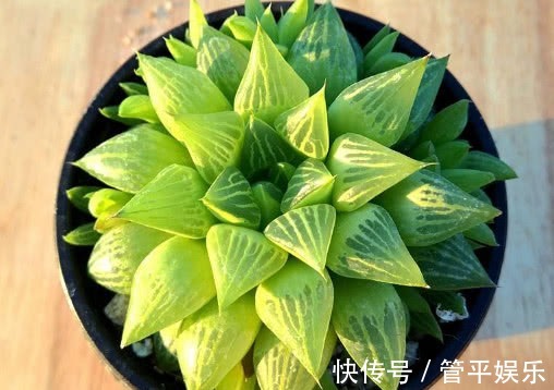 多肉水晶寿怎么养教你3个小妙招,养出饱满透明般的水晶寿