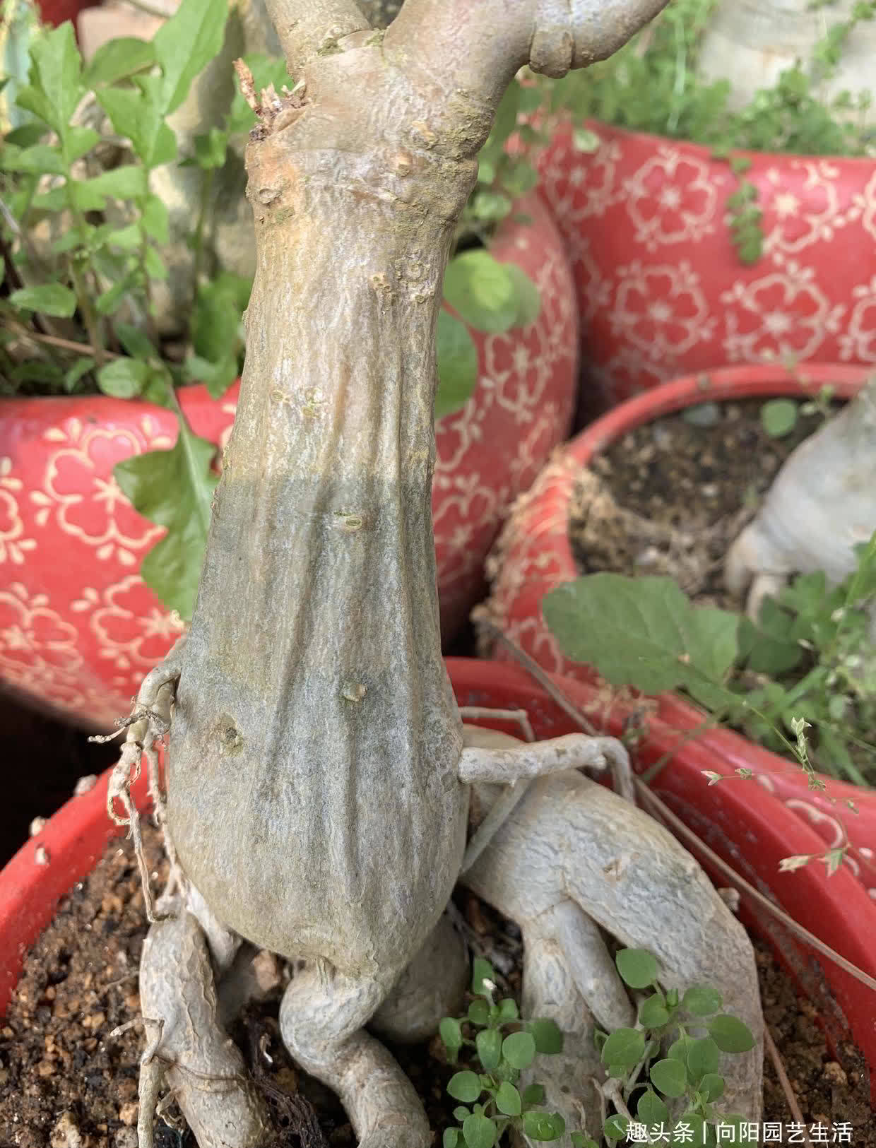 沙漠玫瑰最怕水,水一多就腐烂,颗粒土种植,平常多晒太阳