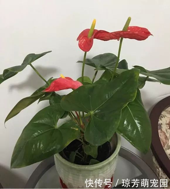 5种花不要“乱晒”,越晒叶越黄,小心晒一盆死一盆!