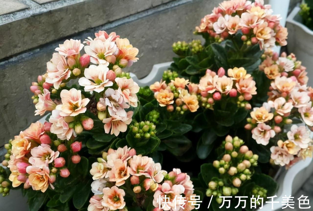 容易因多浇水而死的“10种花”，想要养好，管住手，少浇水