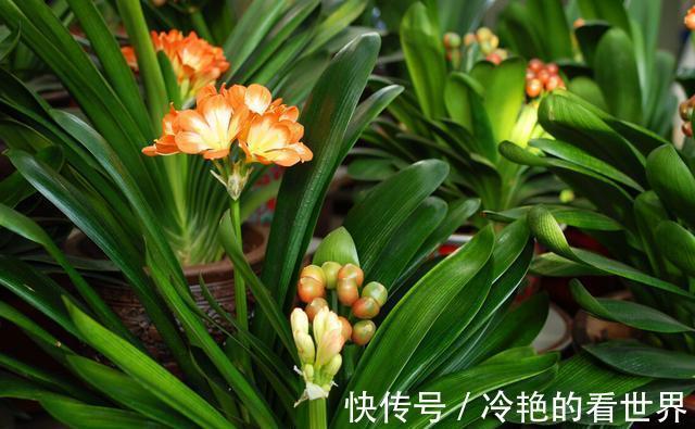 光照|君子兰在七八月要静养,这几件事做好,安全度夏