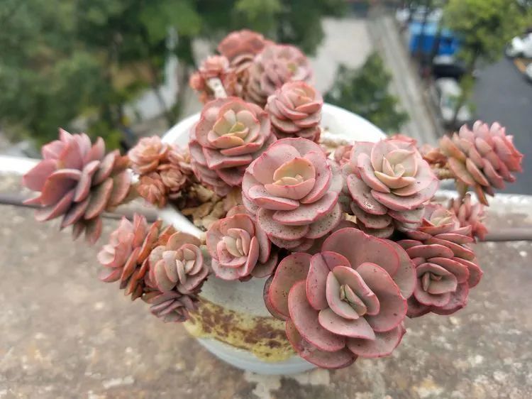 养肉三年,分享养肉经验,谈谈适合逆开挂区的多肉!