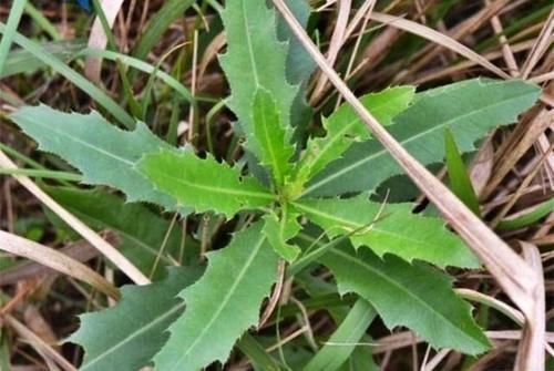 清热解毒|这“野菜”补钙效果好,能清热解毒,却让人很“讨厌”,你吃过吗