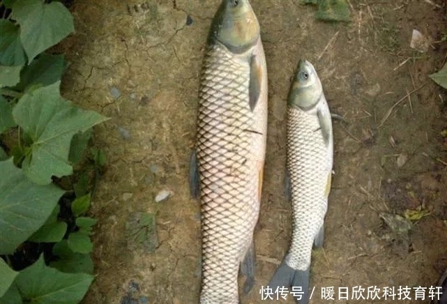 药酒|民间流传的独特钓法:一颗麦子钓一条大鱼