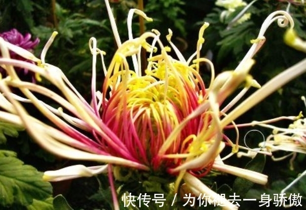 珠样|喜欢菊花，不如养盆“十大名菊”飞鸟美人，似美人起舞，优雅妖娆