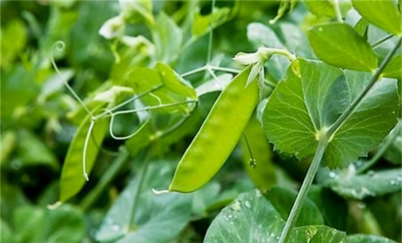 种维生素|女人爱美,推荐吃3种食物,润肤养颜,延缓衰老,滋补身体