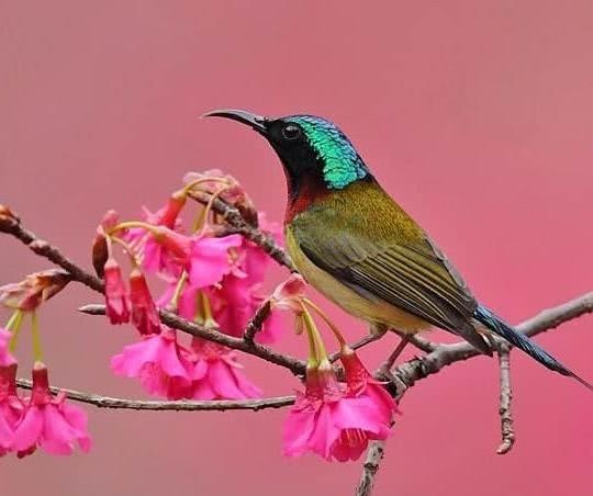  春秋政治家晏婴的故事：折冲樽俎，二桃杀三士，智救养马人养鸟人