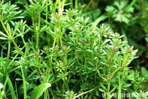 热淋|1种野草,价值珍贵,路边到处是,却少有人认识,可惜了