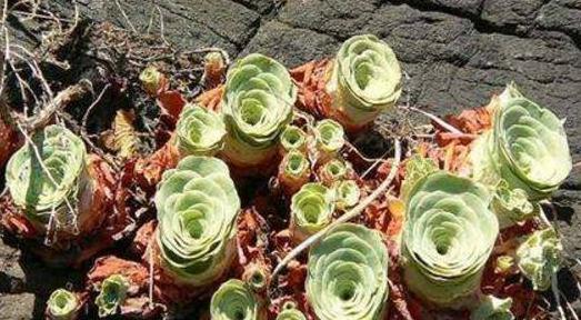 多肉枯叶别乱摘,弄巧不成反成拙,分清品种和时节很重要