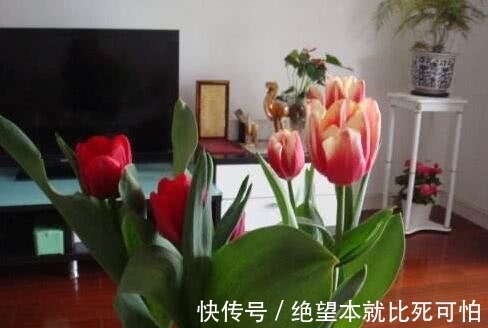 聚财|家里养花不要“瞎眼”，5种花聚财又旺人，2种花是大忌