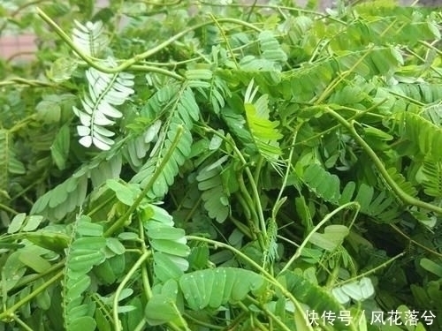 四氯化碳|农村这种野草,村里人眼里的“恶草”却用处多,遇到了请手下留情