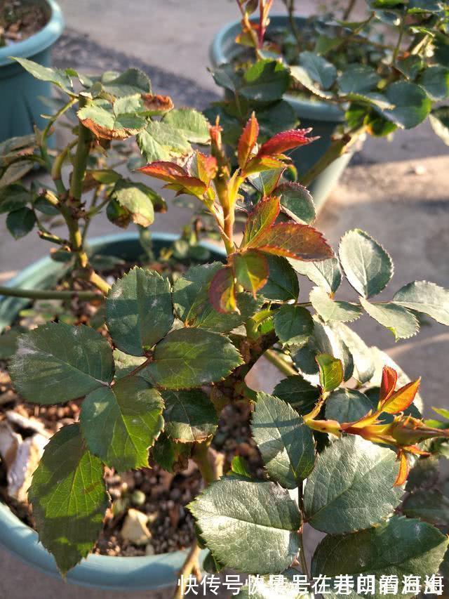 天冷|天冷了,15种漂亮花喜欢“大太阳”,多晒长得壮,花更多