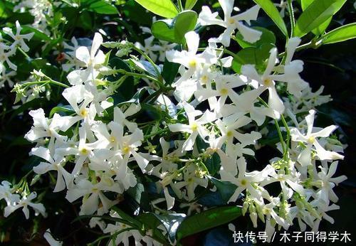 养护|有个院子只会养月季?种下两种藤本花,开花美香味浓,养护真省心