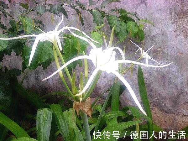 家里养上这五种花,“旺人”又旺财,开花300天,越养身体越好