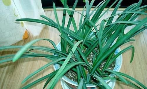 4种“花草”,不适合长久养在室内,对健康有风险,别忽视了
