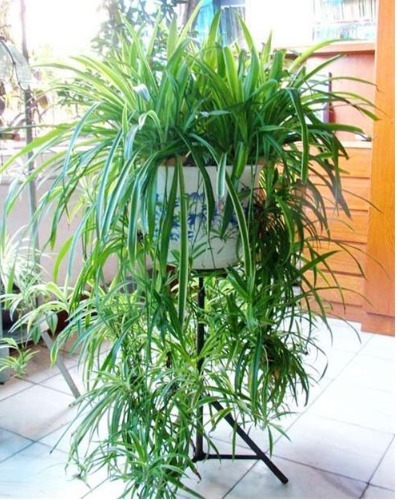 养好吊兰,学会3个方法,不干尖开花多,新芽呼呼冒,长满小吊兰