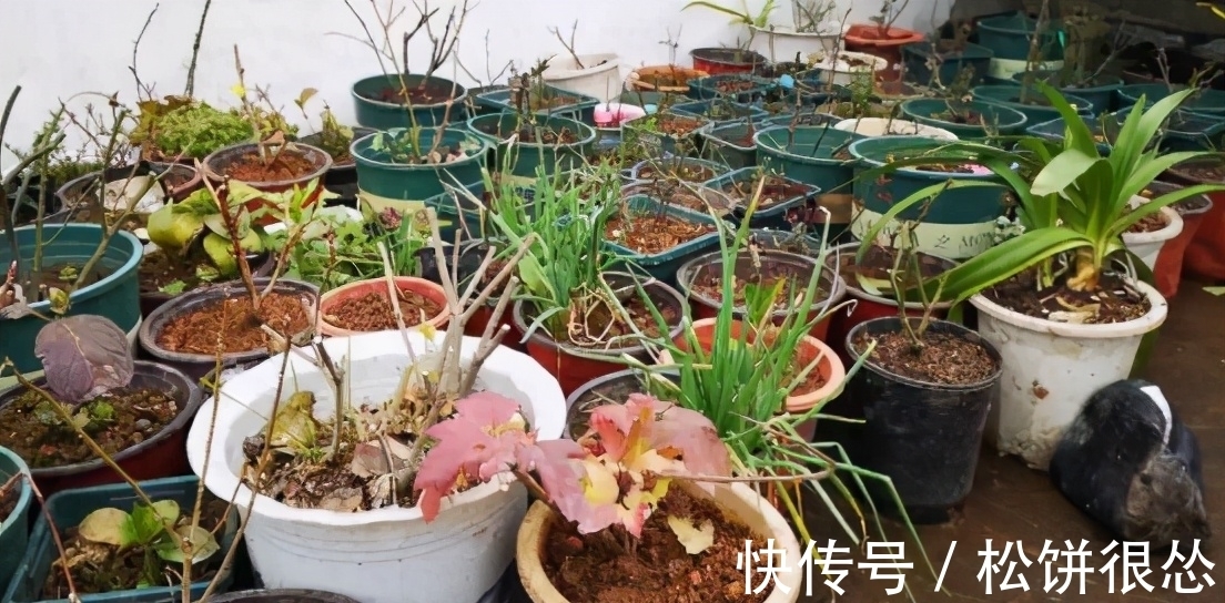 养花该如何杀虫?学会这几招,一招就能够秒杀害虫