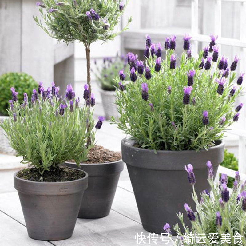 净化|卧室养花,就养几种“健康”花,空气清新促睡眠,一觉睡到大天亮