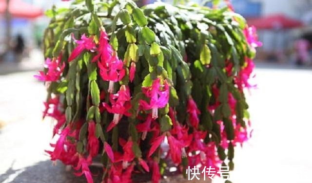 蟹爪兰烂根叶发黄,盆底藏玄机,很多花友常疏忽,1年花卉成白养