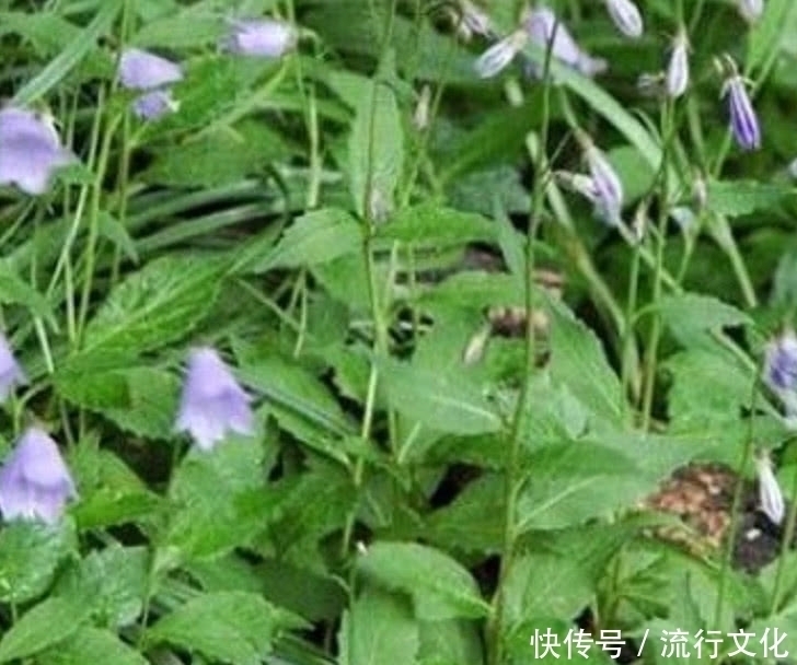 植物|农民曾把它当“白萝卜”如今价格一斤180元，药用价值非常高