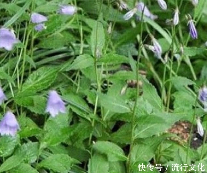 植物|农民曾把它当“白萝卜”如今价格一斤180元,药用价值非常高