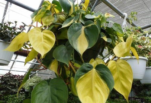 受欢迎|蔓绿绒观叶植物里的大家族,叶子颜色形态各异,我家就养了几种