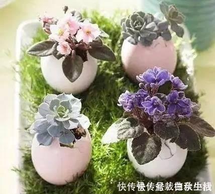 鸡蛋壳你不要都给我,鸡蛋壳的8种养花秘诀!