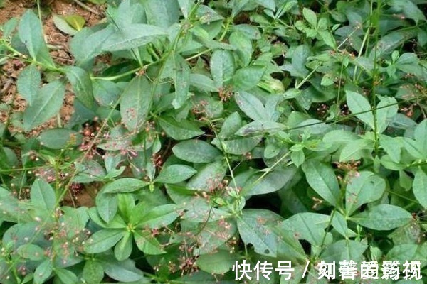 野菜|在农村见到这种野菜,切记只摘叶子,不要拔根,因为太珍贵了!
