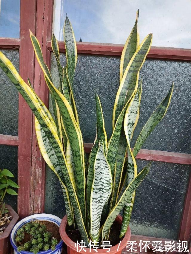 这10种耐旱花,2个月不浇水,叶子反而绿油油