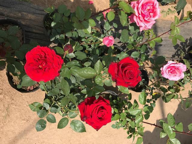 屋顶花园养月季，注意“浇水施肥修剪”，一棵开300朵，花开不断