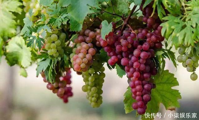 花多多|养花必备肥料,浇水前撒一点,月季开花拳头大!