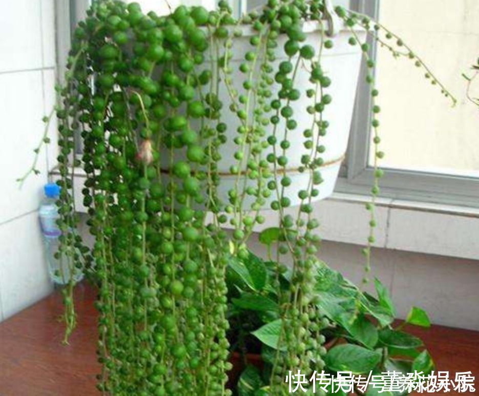 心叶日中花|4种花都叫吊兰，形态各不相同，你喜欢养哪一种呢？