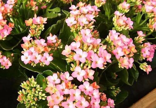 家里买菜的塑料袋别再丢了,用来养长寿花,憋出层叠群花!