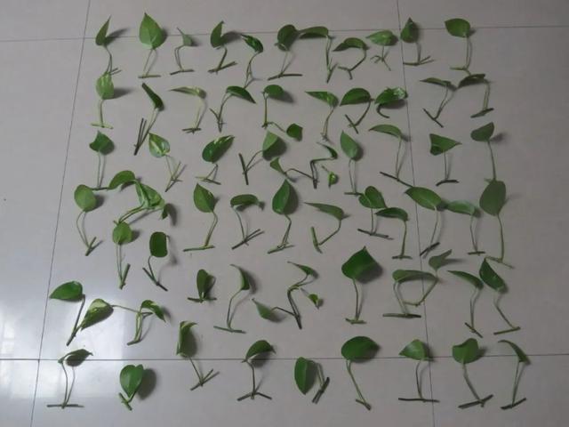 叶子|嫌花长的丑,趁现在砍头,满盆都是新叶子!