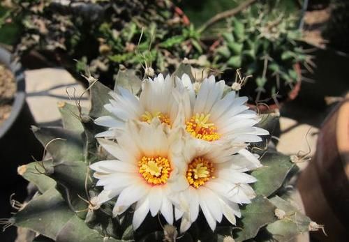 帝冠,霸气多肉,仙人掌精品