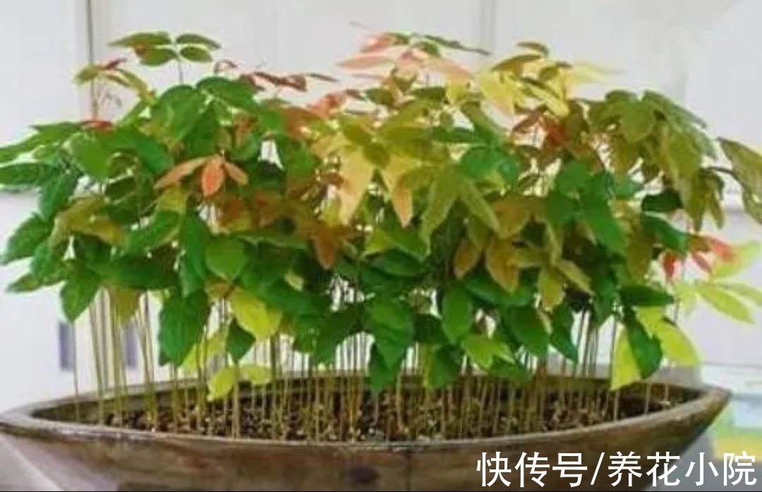 吃完水果核不要扔,剥出种子,简单几步养成小盆栽