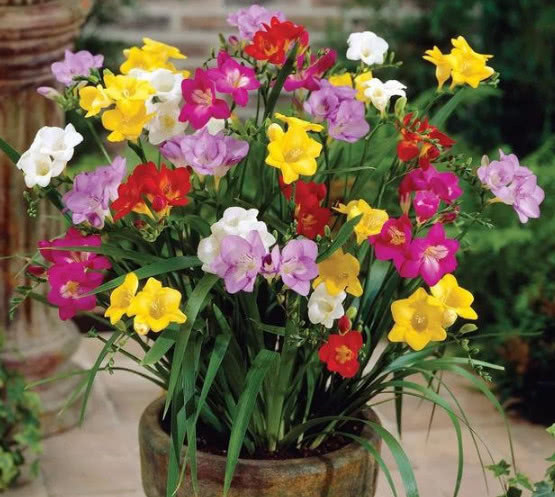 “4种花”谁见了都喜欢,好养又漂亮,花期超长,一开就是大半年