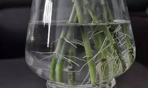 养文竹、发财树、富贵竹、栀子花，不想黄叶就“一对一”用它