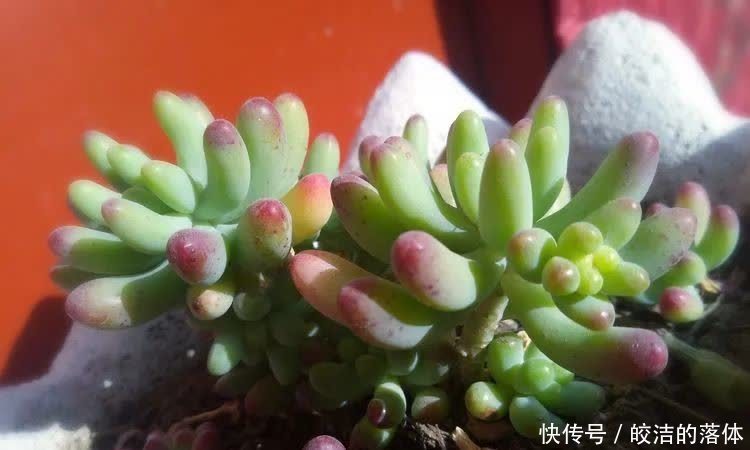 如莲似花,美好心情由你而始!