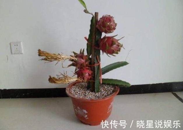 火龙果|爷爷在阳台这样盆栽火龙果,没过多久长这样,邻居都跑来偷学!