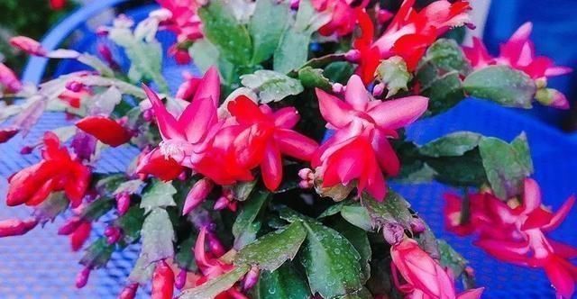 做好这几点,蟹爪兰到了夏天也不怕,轻松度过高温期