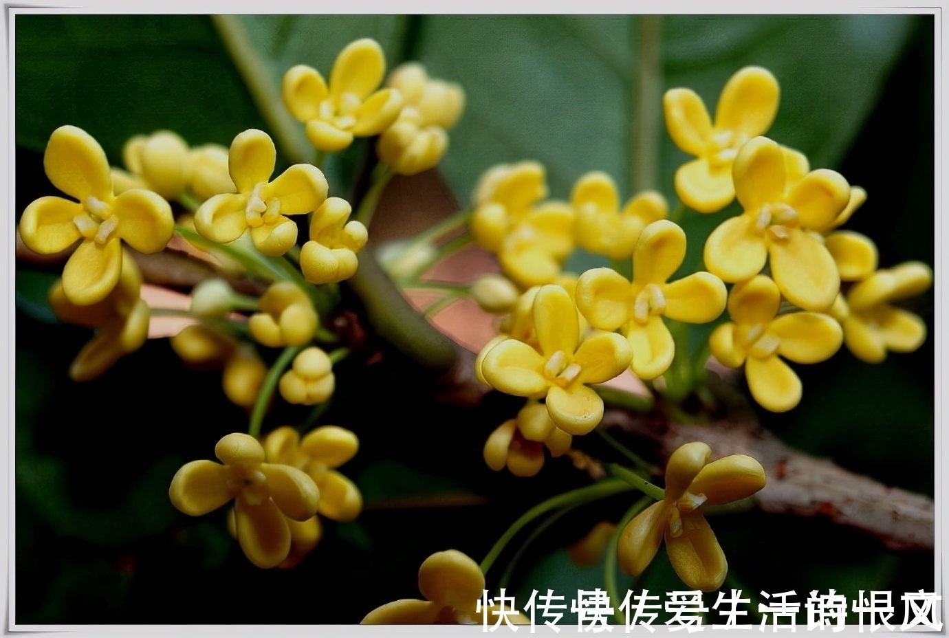 文字!或许人们把狂欢和爱情放在文字里是对的,因为它们别无去处